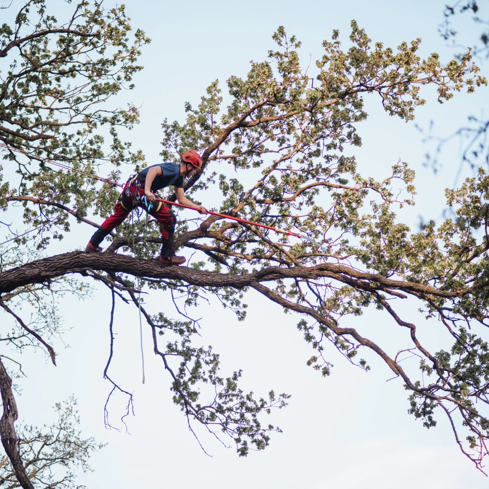 Frohnau Baumpflege, Baumkontrolle Baumfällung,